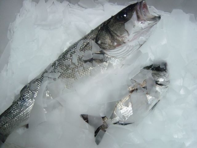 Fish Freshness and Ice Usage