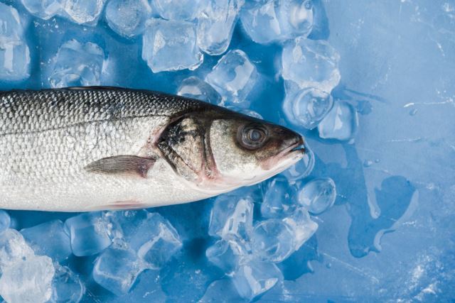 Fish Freshness and Ice Usage